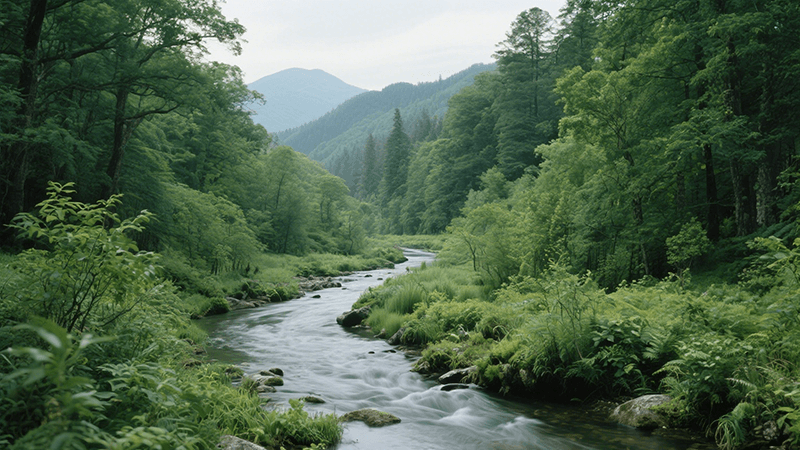 EU Deforestation Regulation