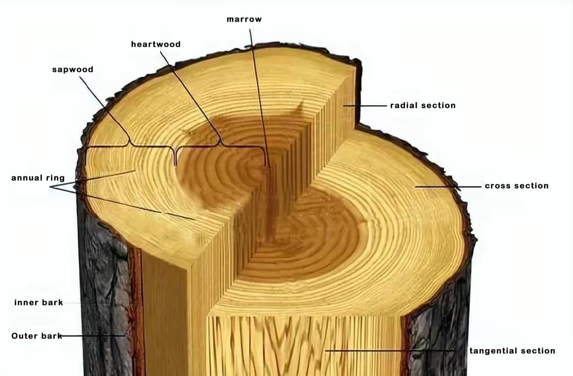 wood,Tree structure