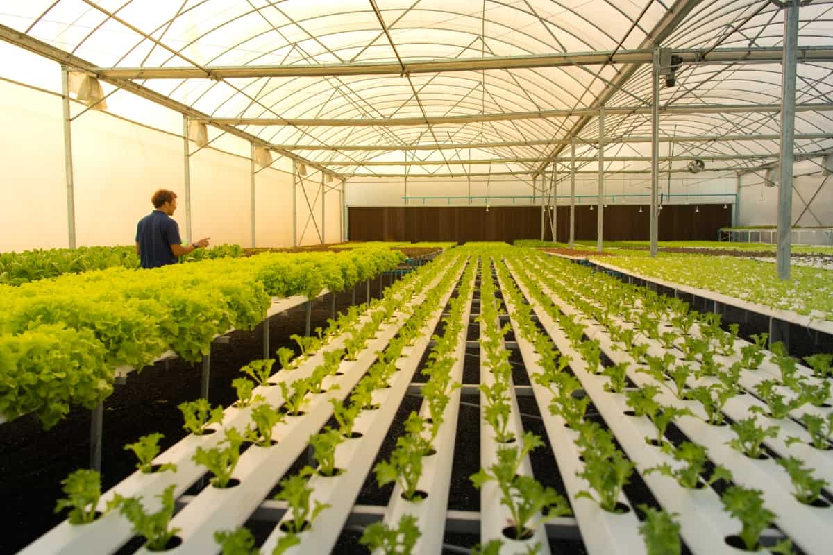 High - quality hydroponics growing system by G AND N FORTUNE LIMITED.
