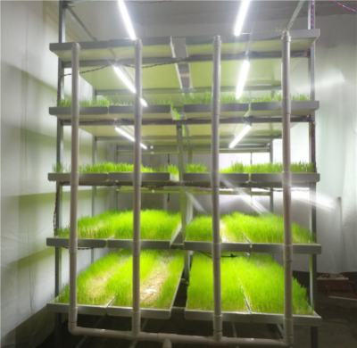 G&N fodder system elevates hydroponic fodder production