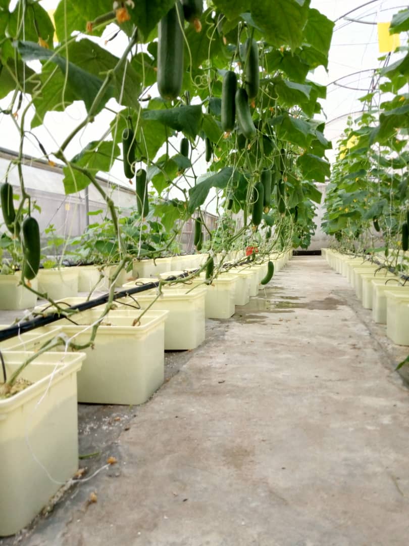 G AND N FORTUNE LIMITED offers Dutch buckets for hydroponics
