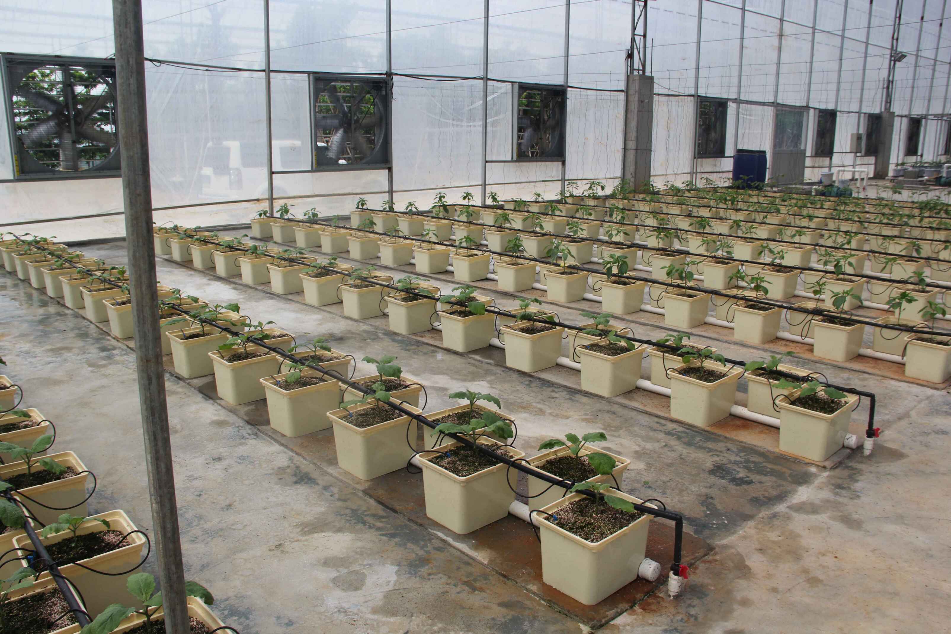 G AND N FORTUNE LIMITED offers Dutch buckets for hydroponics