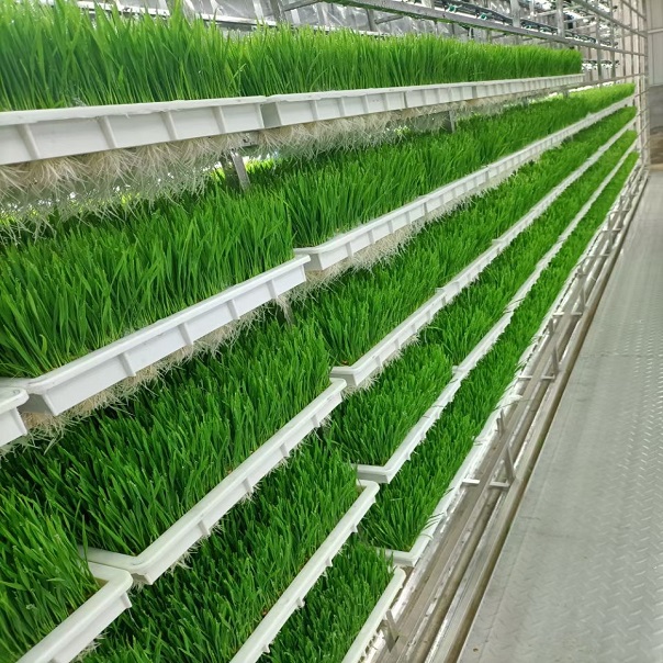 G AND N FORTUNE LIMITED's Hydroponic Fodder System Kit