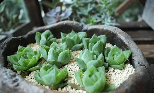 G AND N FORTUNE LIMITED has hydroponics tools for perlite roof insulation.
