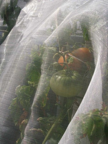 G AND N FORTUNE LIMITED's anti insect netting 50 mesh for hydro.