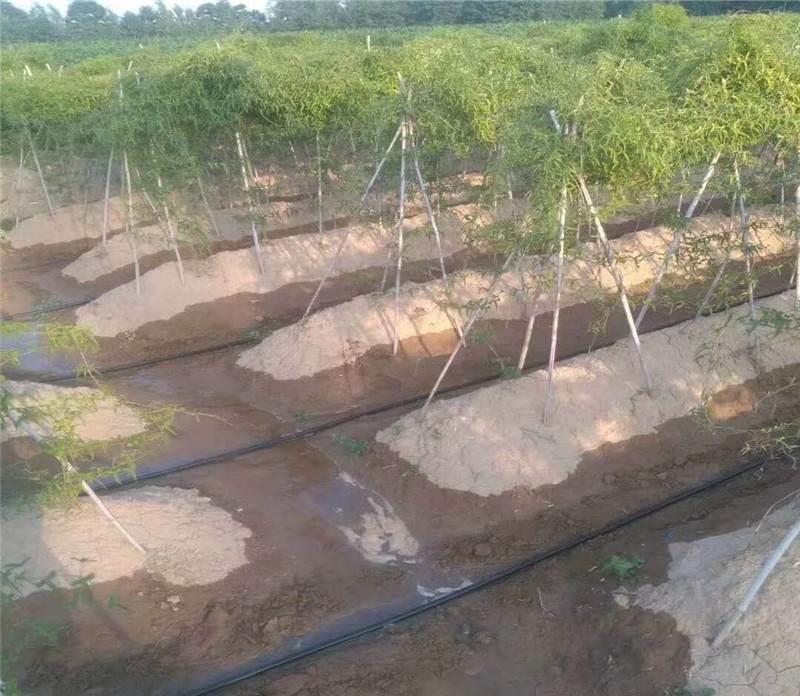 Gated pipe irrigation by G AND N FORTUNE LIMITED, for hydroponic growth.