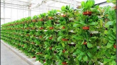 G&N’s aero growing system enhances hydro plant growth.