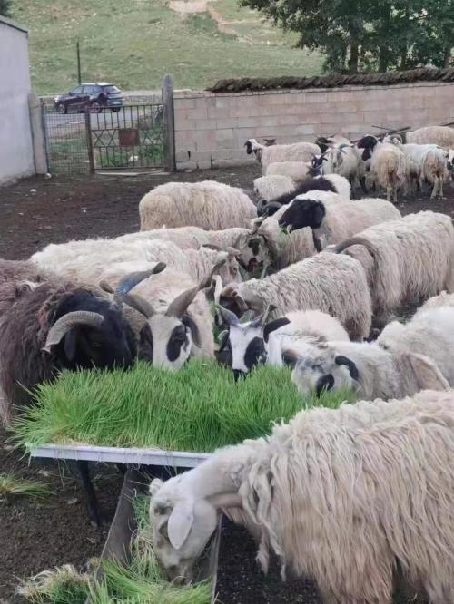 G&N fodder system for sale: top hydroponic kit