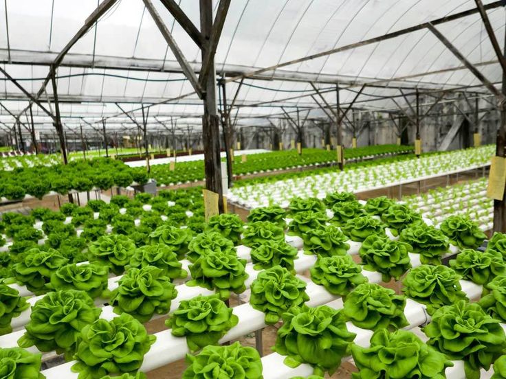 Wick system hydroponics by G AND N FORTUNE LIMITED.