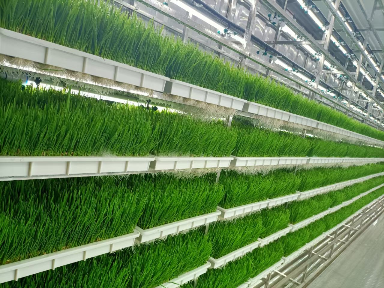 G AND N FORTUNE LIMITED's Fodder Gutter for Hydroponics