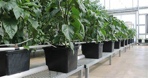 7.G AND N FORTUNE LIMITED's durable hydroponics pipe for flow