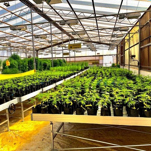 G AND N FORTUNE LIMITED's 2x2 ebb and flow tray for hydro.