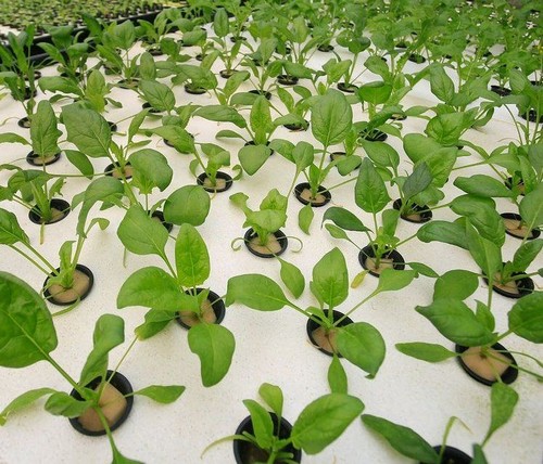 G AND N FORTUNE LIMITED's water float raft for hydroponics.