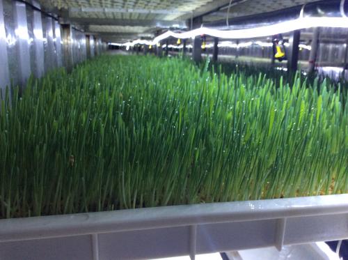 G&N fowl and fodder menu: hydroponic-focused feed