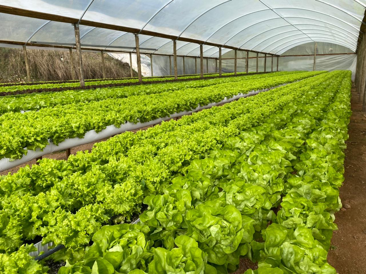 Grow systems hydroponic by G AND N FORTUNE LIMITED.