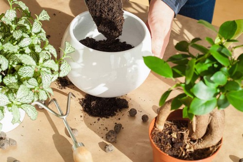 G AND N FORTUNE LIMITED's online cocopeat for hydroponics.