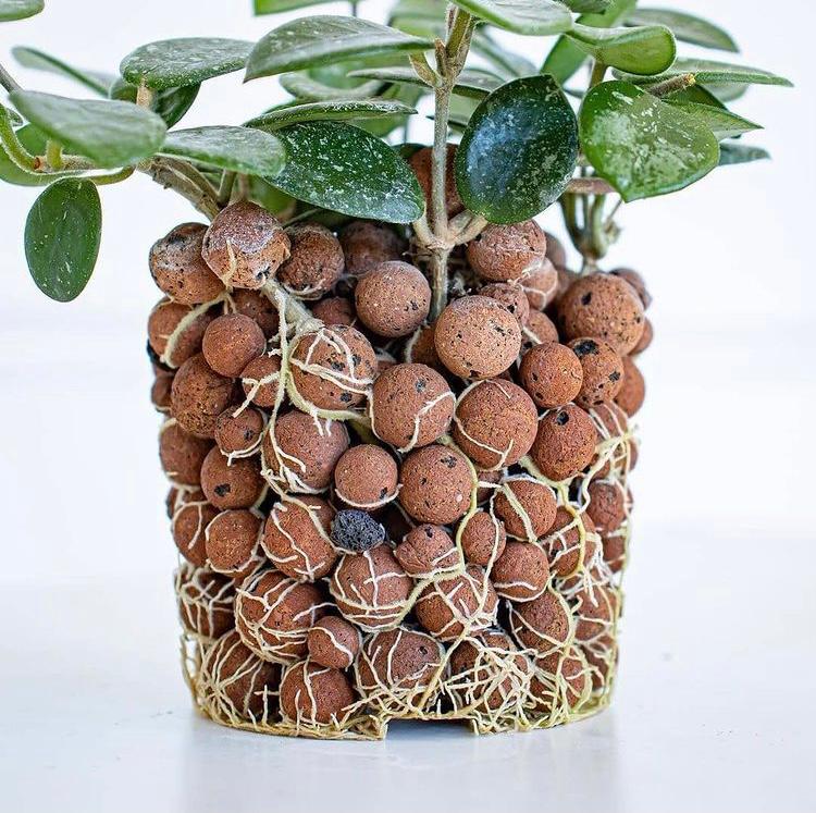 G AND N FORTUNE LIMITED: media grow for hydroponics.