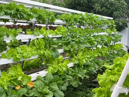 Compact hydroponic tower from G AND N FORTUNE LIMITED