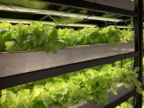 G AND N FORTUNE LIMITED’s house hydroponic system fits perfectly in small indoor