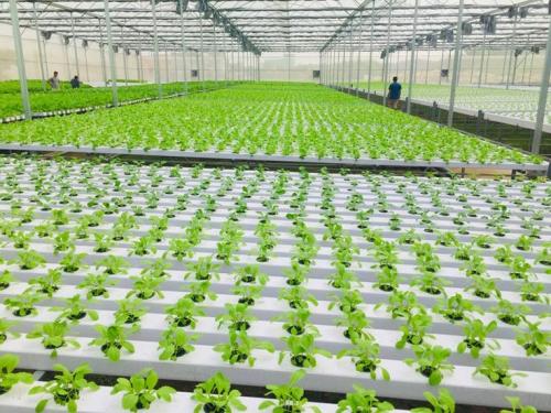 Superior hydroponic system grow by G AND N FORTUNE LIMITED