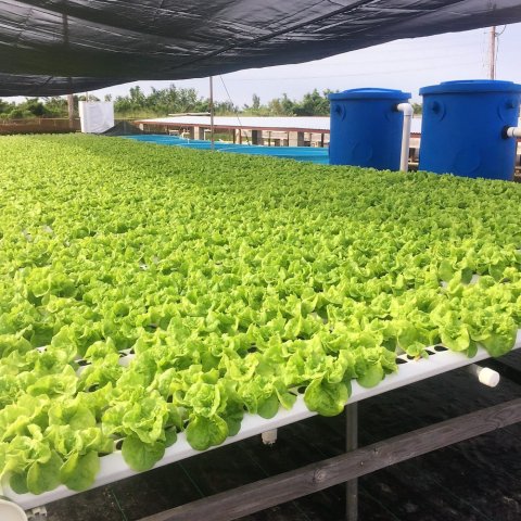 Cannabis hydroponic system from G AND N FORTUNE LIMITED.