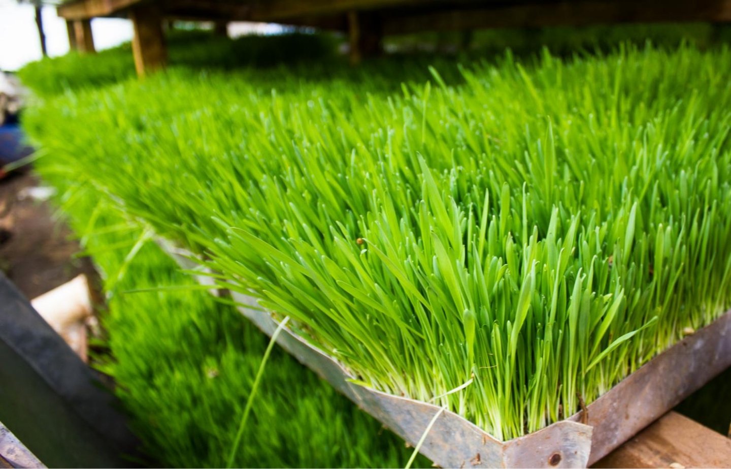 G AND N FORTUNE LIMITED's Organic Fodder Seed Hydroponic