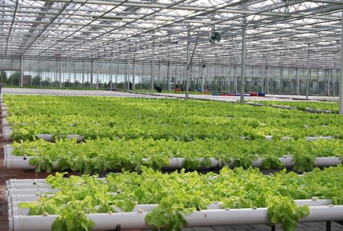 Cheap hydroponic system from G AND N FORTUNE LIMITED.