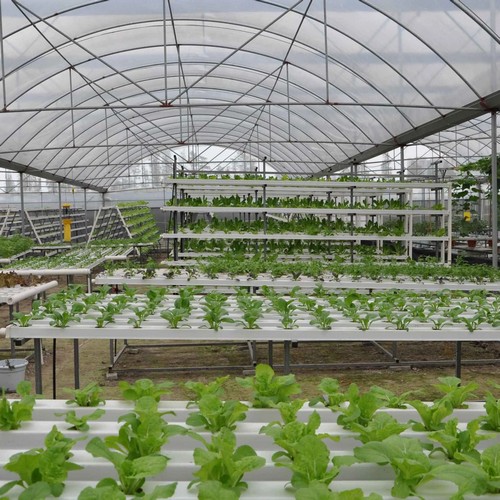 G AND N FORTUNE LIMITED’s hydroponic drip irrigation system simplifies maintenance.