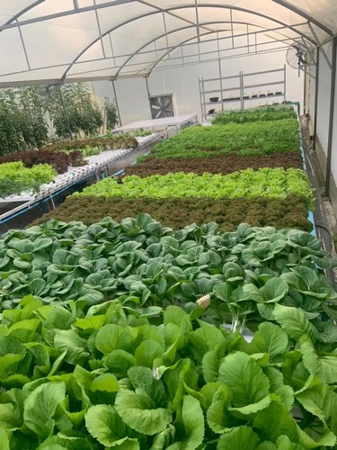 Trust G AND N FORTUNE LIMITED’s hydroponics growing system for sustainable indoor cultivation.