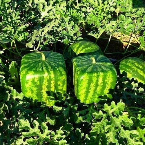G AND N FORTUNE LIMITED offers hydroponic tools for watermelon molds