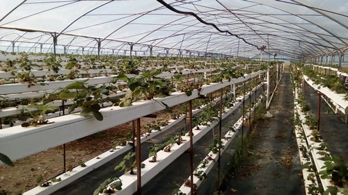 7.G AND N FORTUNE LIMITED's LED systems enhance hydroponic plant development.
