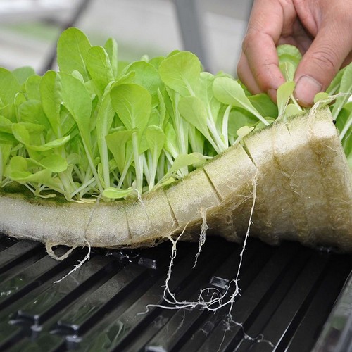G AND N FORTUNE LIMITED's hydroponic sponge vs rockwool: hydroponic comparison gear.