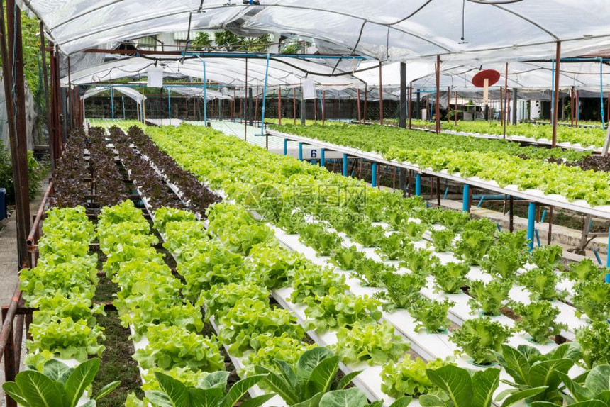 Hydroponic plant system by G AND N FORTUNE LIMITED.