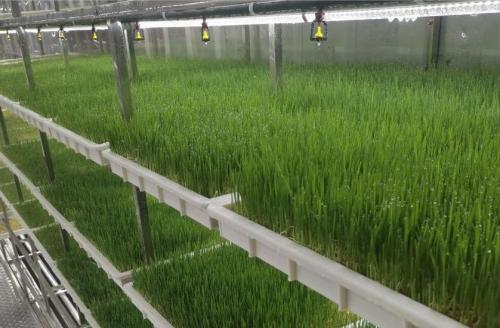 G&N animal fodder system: trusted hydroponic solution