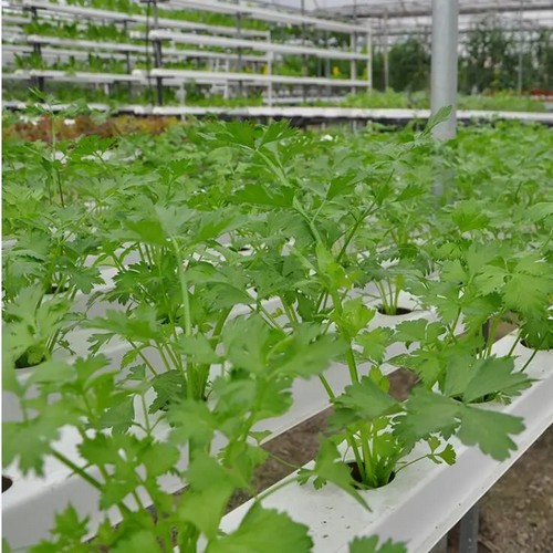 3.G AND N FORTUNE LIMITED's mini hydroponic system