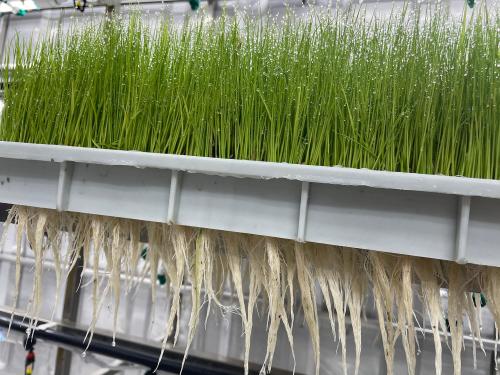 G&N fowl fodder: premium hydroponic feed equipment