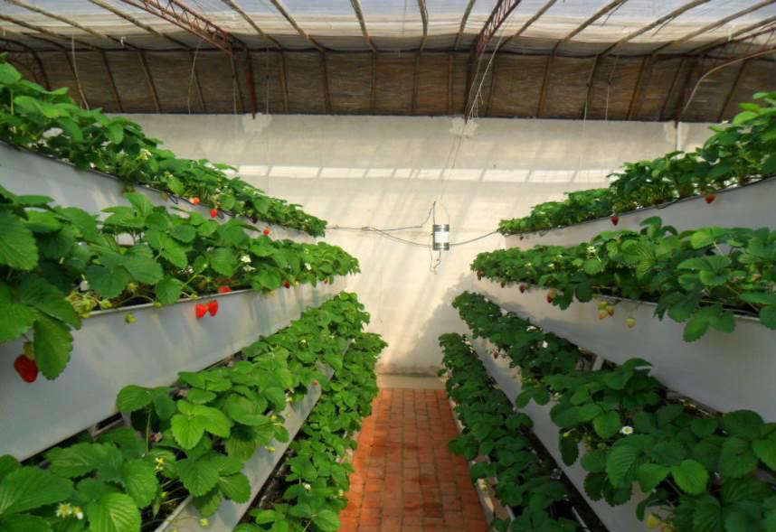 Sun system grow lights with G AND N FORTUNE LIMITED's hydroponics.