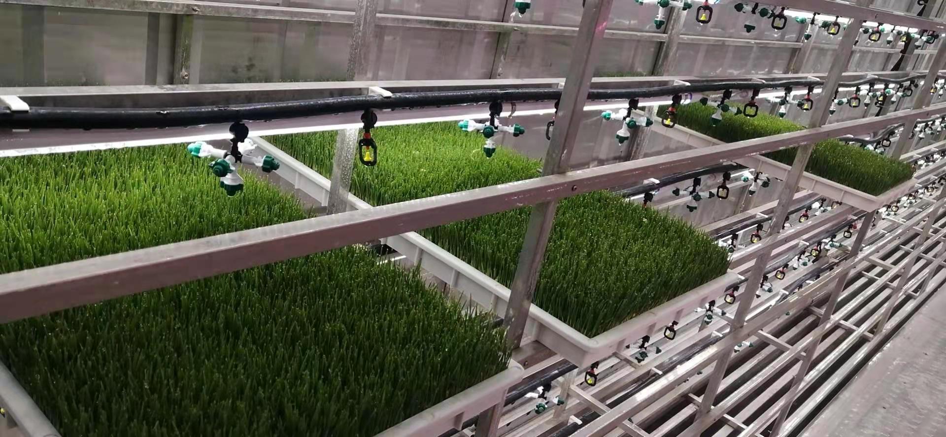 G AND N FORTUNE LIMITED's Fodder Tray for Hydroponics