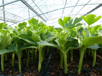 G AND N FORTUNE LIMITED provides seed plant trays for hydroponics.