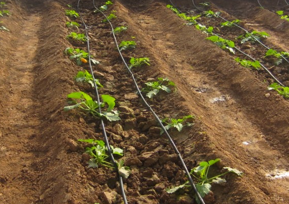 Hydroponic success with G&N HDPE corrugated pipe.