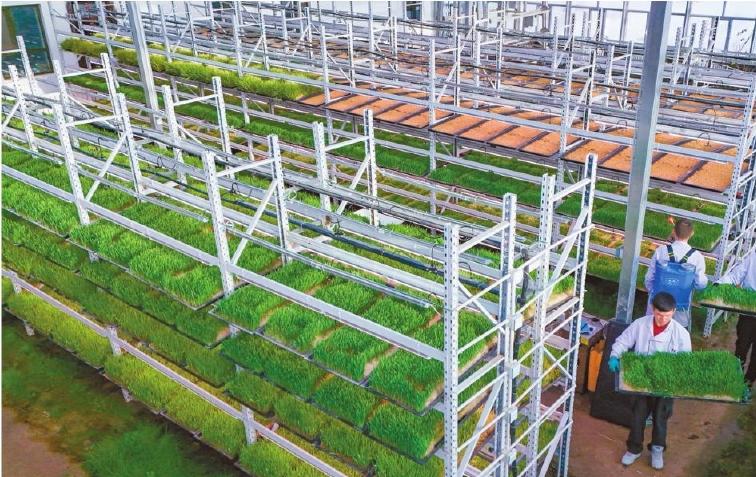 G AND N FORTUNE LIMITED's Fodder Tray for Hydroponics