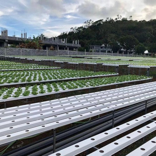 G AND N FORTUNE LIMITED's hydroponic NFT system shines.