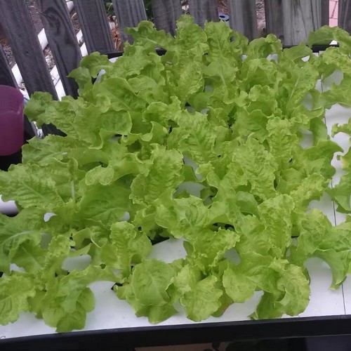 G AND N FORTUNE LIMITED's pool float raft for hydroponics.