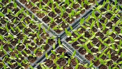 G AND N FORTUNE LIMITED has seed starting trays with hole puncher for hydroponics.