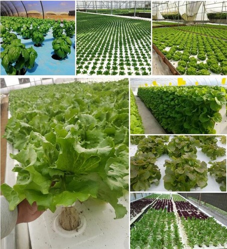 G AND N FORTUNE LIMITED's floating rafts for pools in hydroponics.