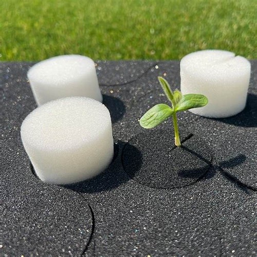 G AND N FORTUNE LIMITED's sponge hydroponic for plants.