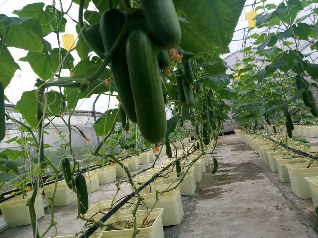 G AND N FORTUNE LIMITED's Dutch bucket for hydroponic growth