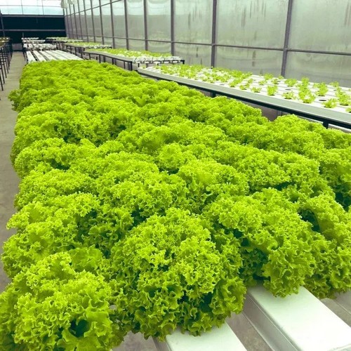 8.G AND N FORTUNE LIMITED’s precision fertilizer solutions for hydroponic crops.