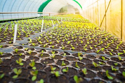 G AND N FORTUNE LIMITED: Planting trays for seeds for hydroponic use.