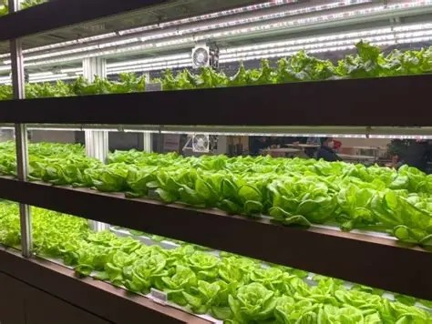 G AND N FORTUNE LIMITED’s deep water culture hydroponic system maximizes root
